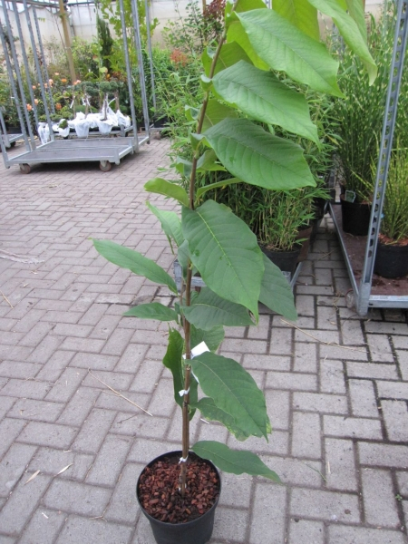 Asimina triloba Summer Delight 1